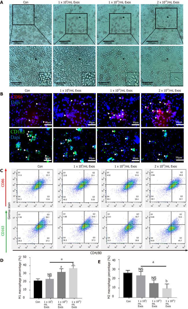 CD163 Antibody in Flow Cytometry (Flow)