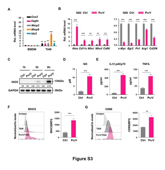 CD86 (B7-2) Antibody in Flow Cytometry (Flow)