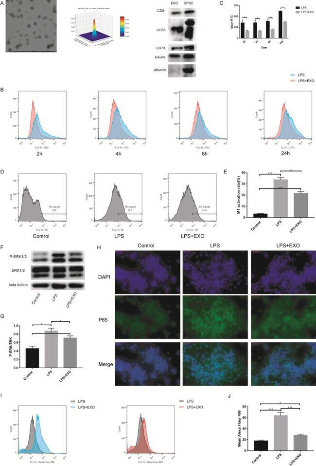 CD86 (B7-2) Antibody in Flow Cytometry (Flow)