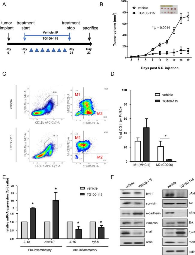 CD206 (MMR) Antibody in Flow Cytometry (Flow)