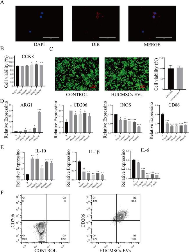 CD206 (MMR) Antibody in Flow Cytometry (Flow)