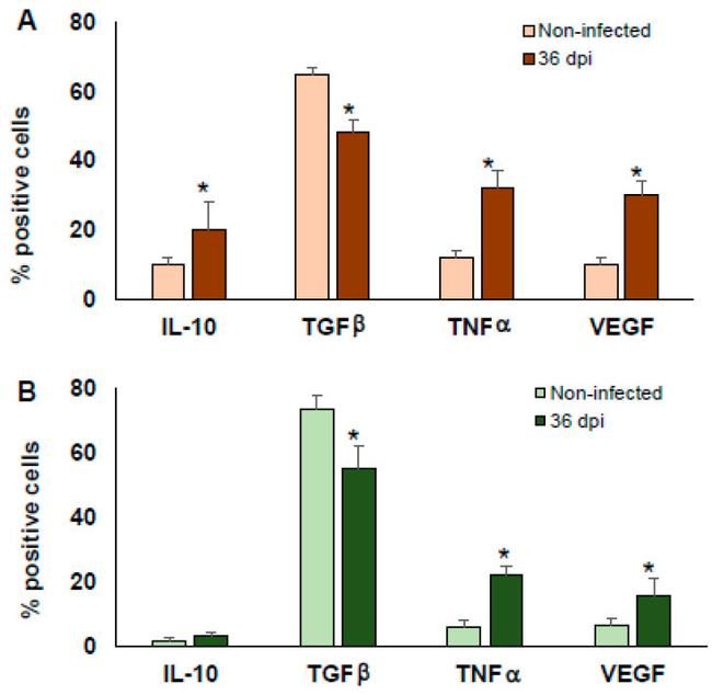 IL-10 Antibody in Flow Cytometry (Flow)