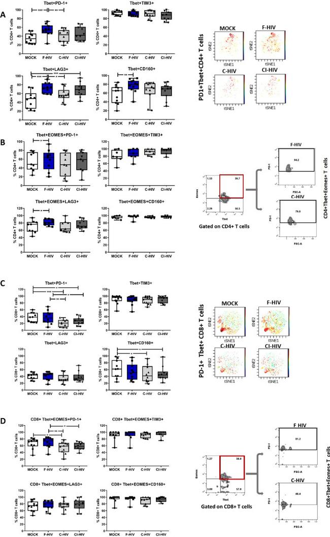 EOMES Antibody in Flow Cytometry (Flow)