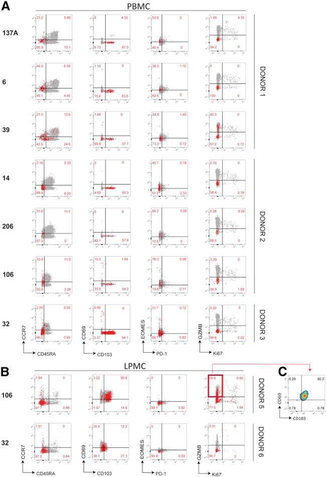 EOMES Antibody in Flow Cytometry (Flow)