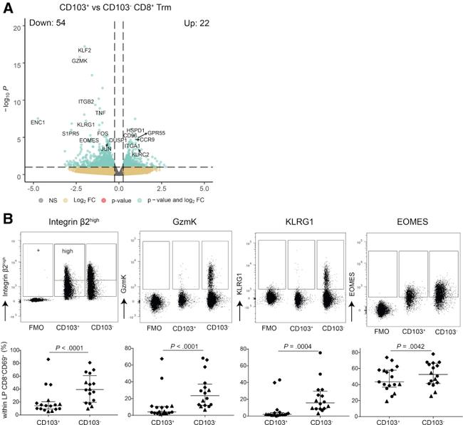 EOMES Antibody in Flow Cytometry (Flow)