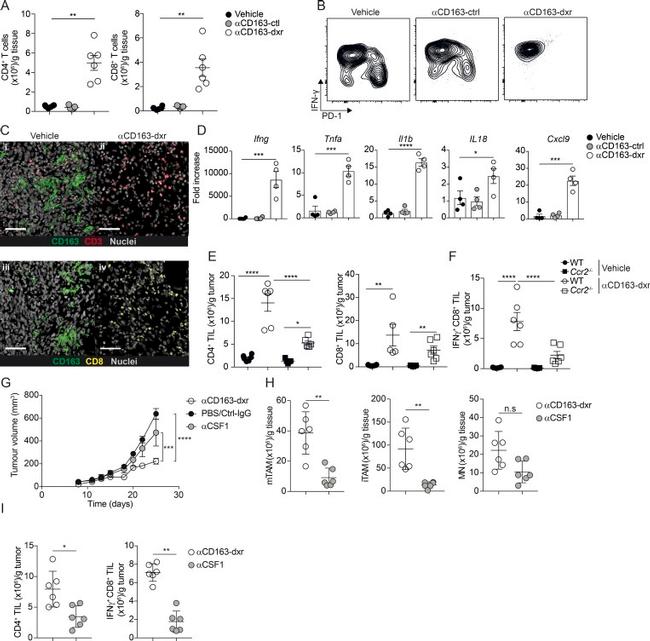 IFN gamma Antibody in Flow Cytometry (Flow)