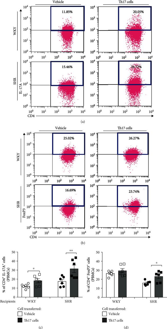 FOXP3 Antibody in Flow Cytometry (Flow)