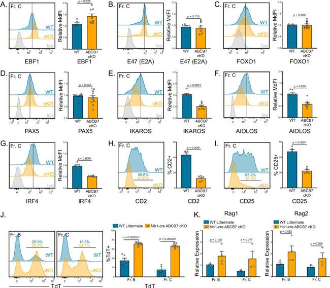 IRF4 Antibody in Flow Cytometry (Flow)