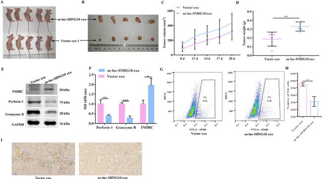 NK1.1 Antibody in Flow Cytometry (Flow)