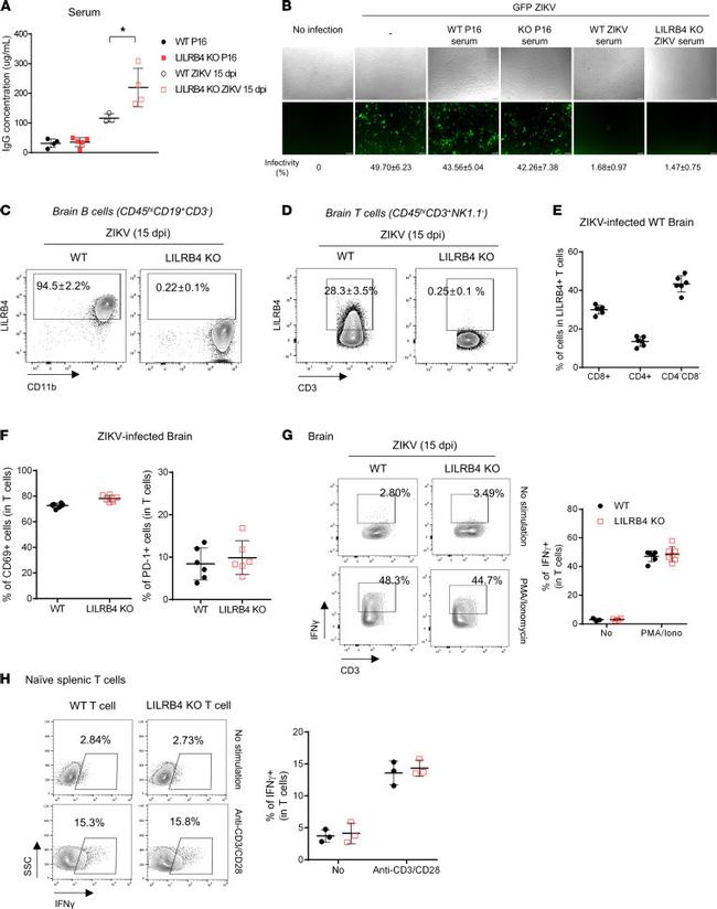 NK1.1 Antibody in Flow Cytometry (Flow)