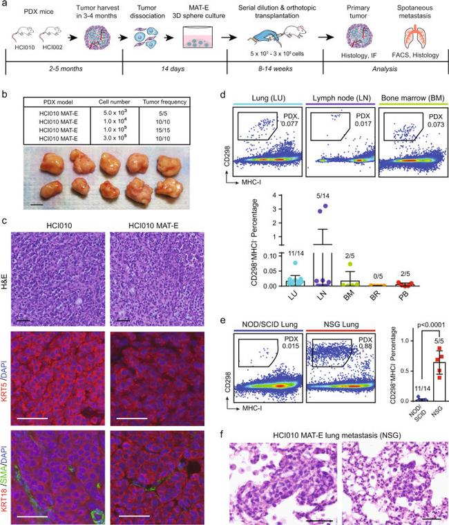 MHC Class I (H-2Kd) Antibody in Flow Cytometry (Flow)