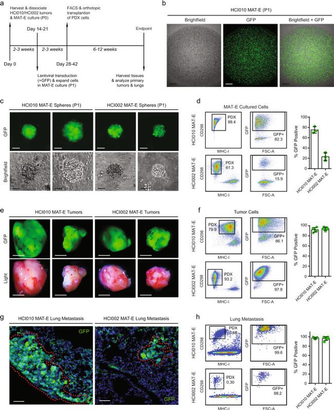 MHC Class I (H-2Kd) Antibody in Flow Cytometry (Flow)