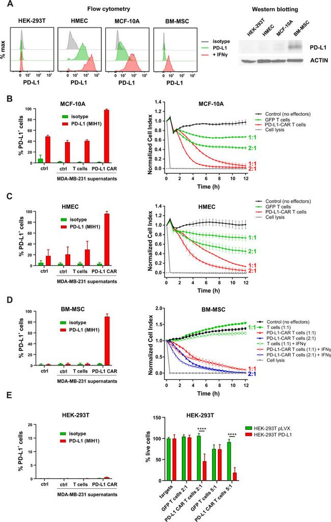 CD274 (PD-L1, B7-H1) Antibody in Flow Cytometry (Flow)