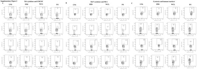 IL-2 Antibody in Flow Cytometry (Flow)