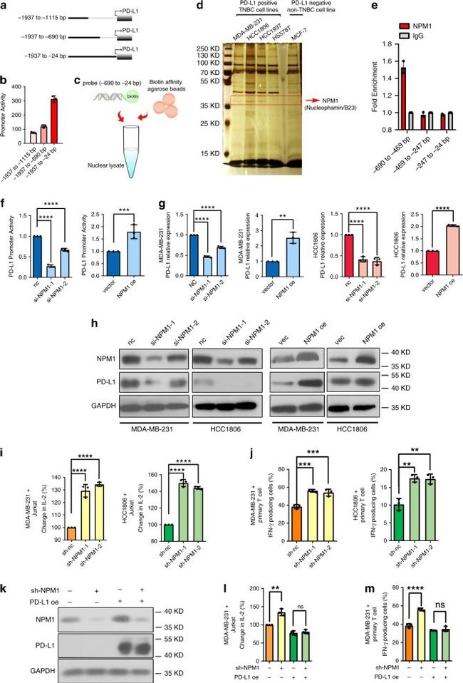 IFN gamma Antibody in Flow Cytometry (Flow)