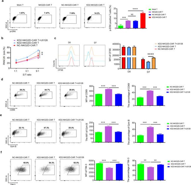 Phospho-ERK1/2 (Thr202, Tyr204) Antibody in Flow Cytometry (Flow)