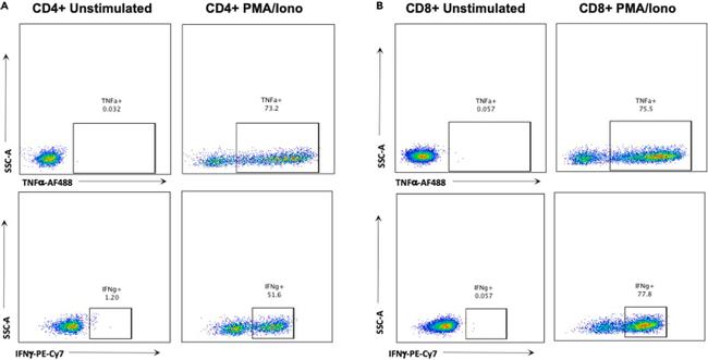 IFN gamma Antibody in Flow Cytometry (Flow)