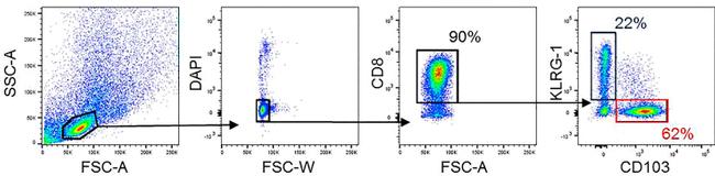 KLRG1 Antibody in Flow Cytometry (Flow)