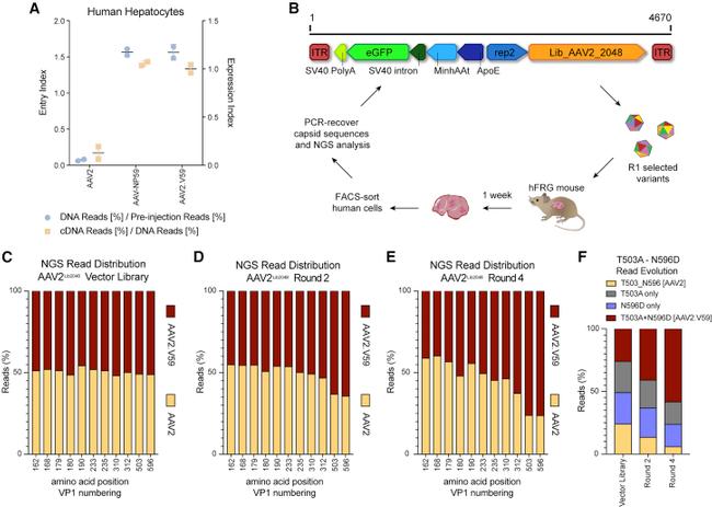 HLA-ABC Antibody in Flow Cytometry (Flow)