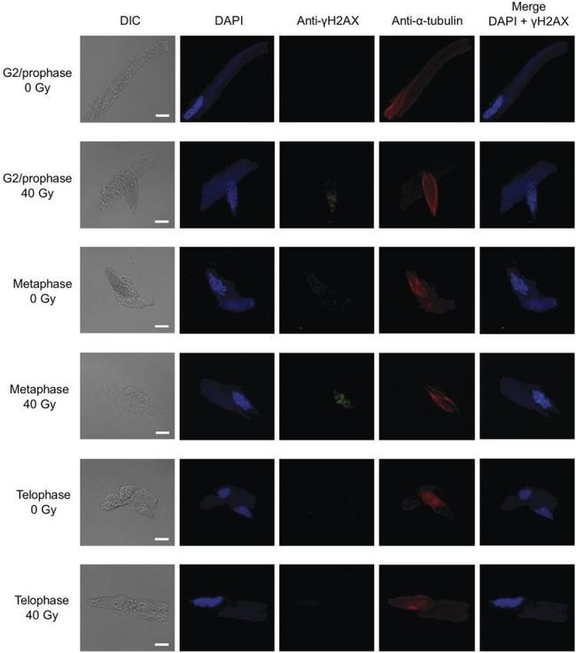 alpha Tubulin Antibody in Immunocytochemistry (ICC/IF)