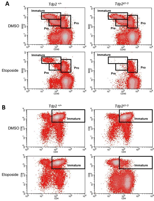 CD45R (B220) Antibody in Flow Cytometry (Flow)