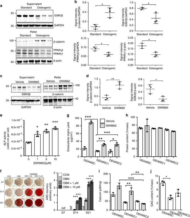 PPAR gamma Antibody in Western Blot (WB)