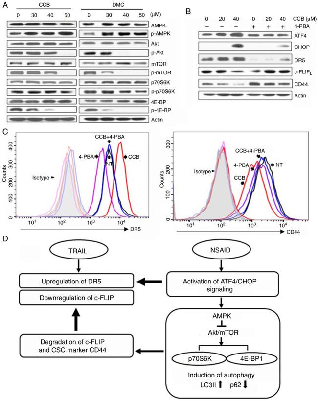 TRAIL-R2 (DR5) Antibody in Flow Cytometry (Flow)