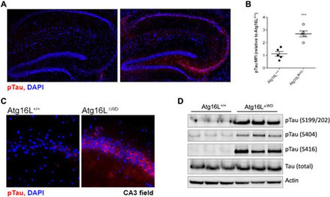 Phospho-Tau (Ser199, Ser202) Antibody in Western Blot, Immunohistochemistry (WB, IHC)