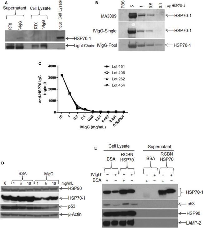 HSP70 Antibody in Western Blot (WB)