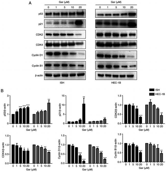 Cyclin D1 Antibody in Western Blot (WB)