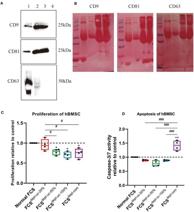 CD81 Antibody in Western Blot (WB)