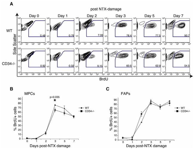 CD34 Antibody in Flow Cytometry (Flow)