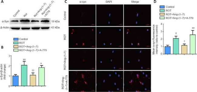 alpha Synuclein Antibody in Immunocytochemistry (ICC/IF)