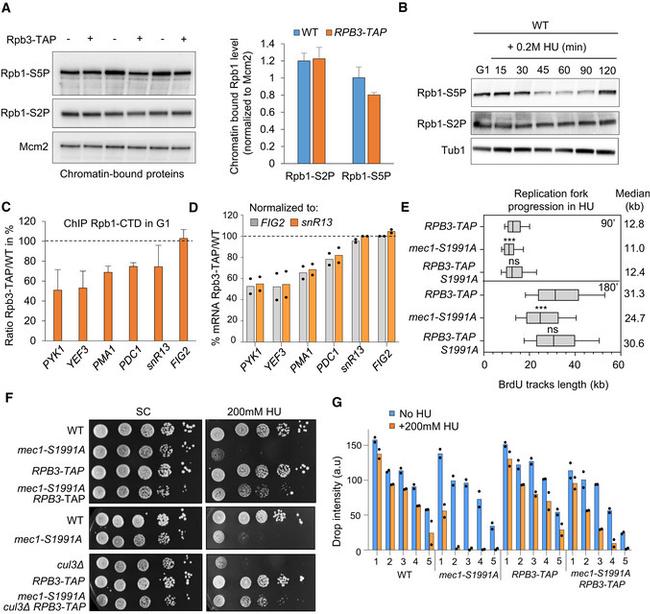 alpha Tubulin Antibody in Western Blot (WB)