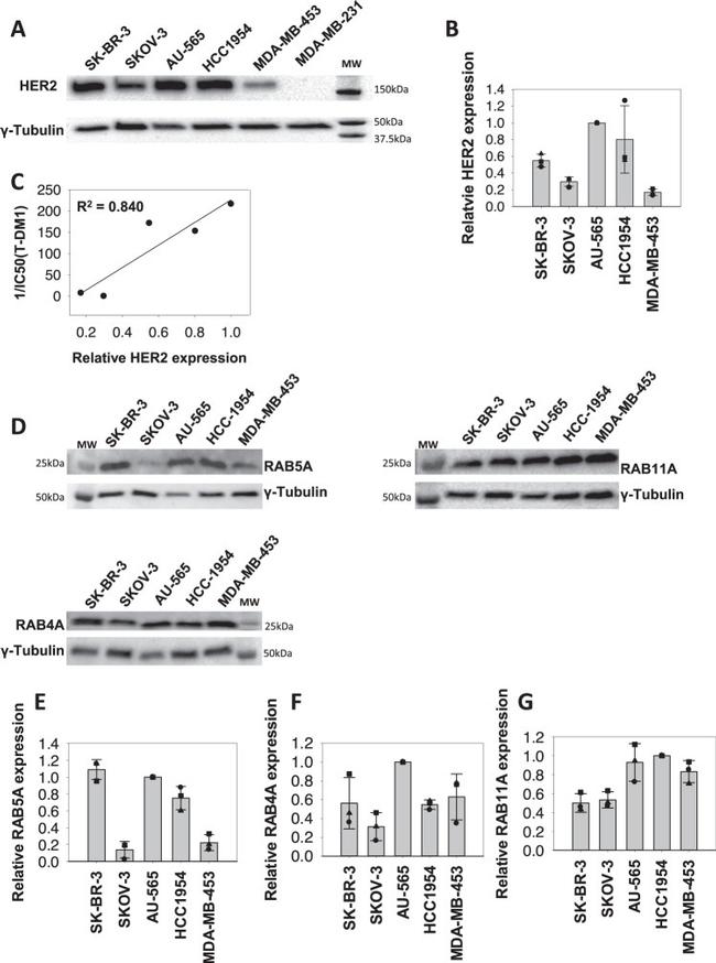 RAB5 Antibody in Western Blot (WB)