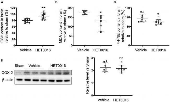 COX2 Antibody in Western Blot (WB)