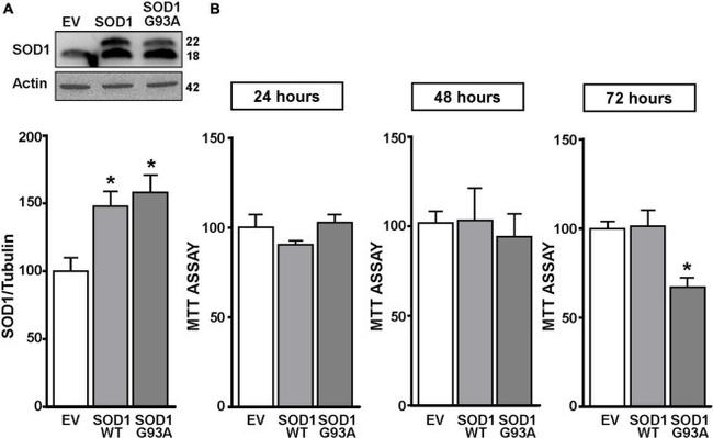 SOD1 Antibody in Western Blot (WB)