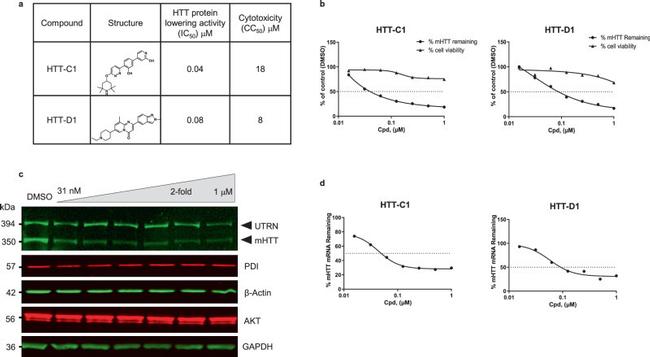 GAPDH Antibody in Western Blot (WB)