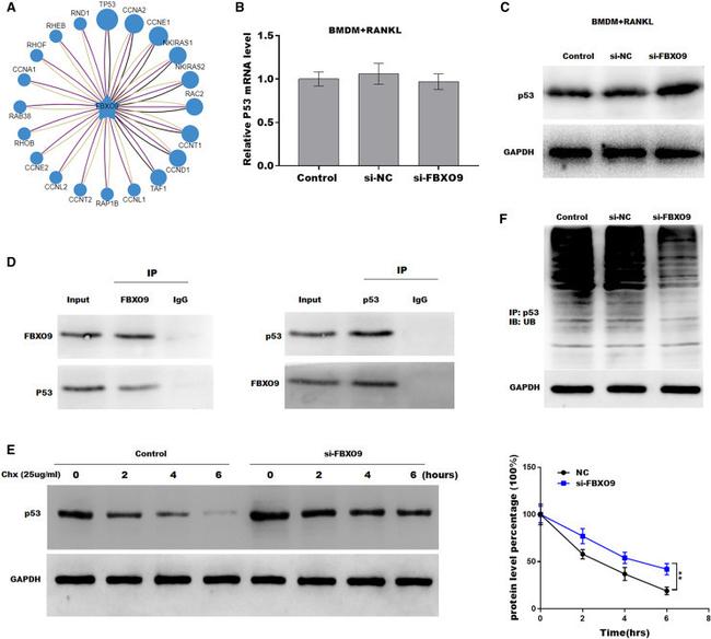 p53 Antibody in Western Blot, Immunoprecipitation (WB, IP)