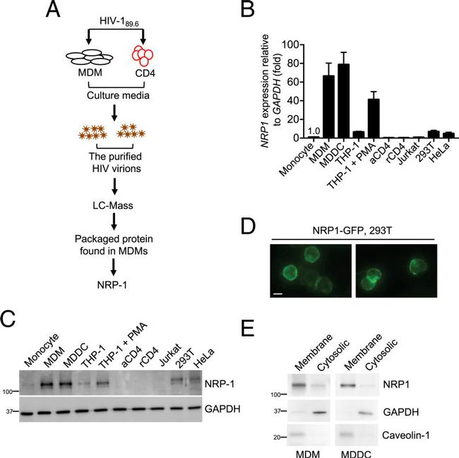 GAPDH Antibody in Western Blot (WB)