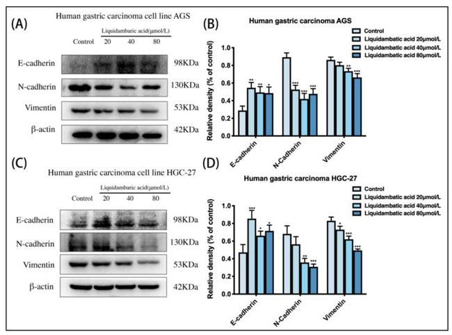 N-cadherin Antibody in Western Blot (WB)