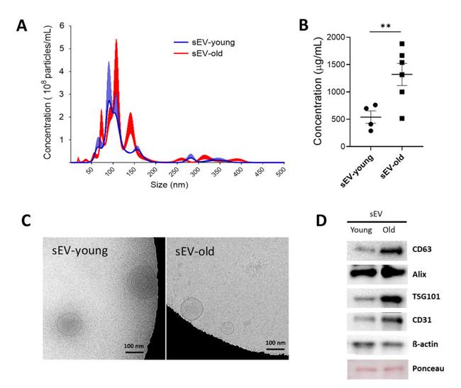 CD63 Antibody in Western Blot (WB)