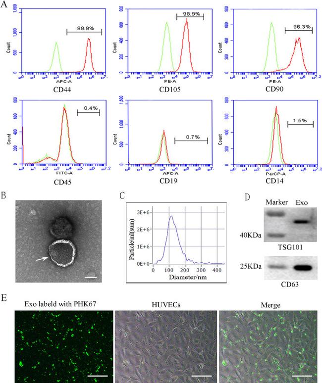 CD105 (Endoglin) Antibody in Flow Cytometry (Flow)