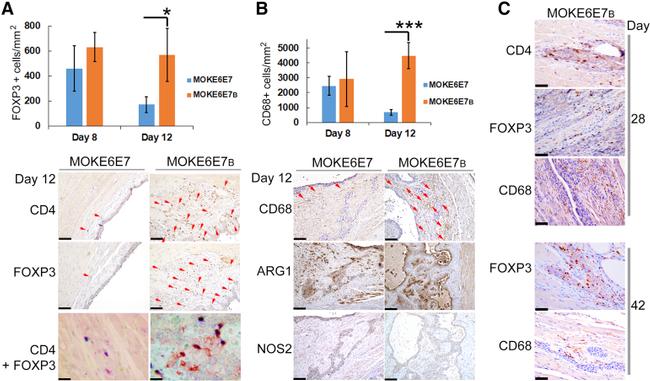 iNOS Antibody in Immunohistochemistry (IHC)