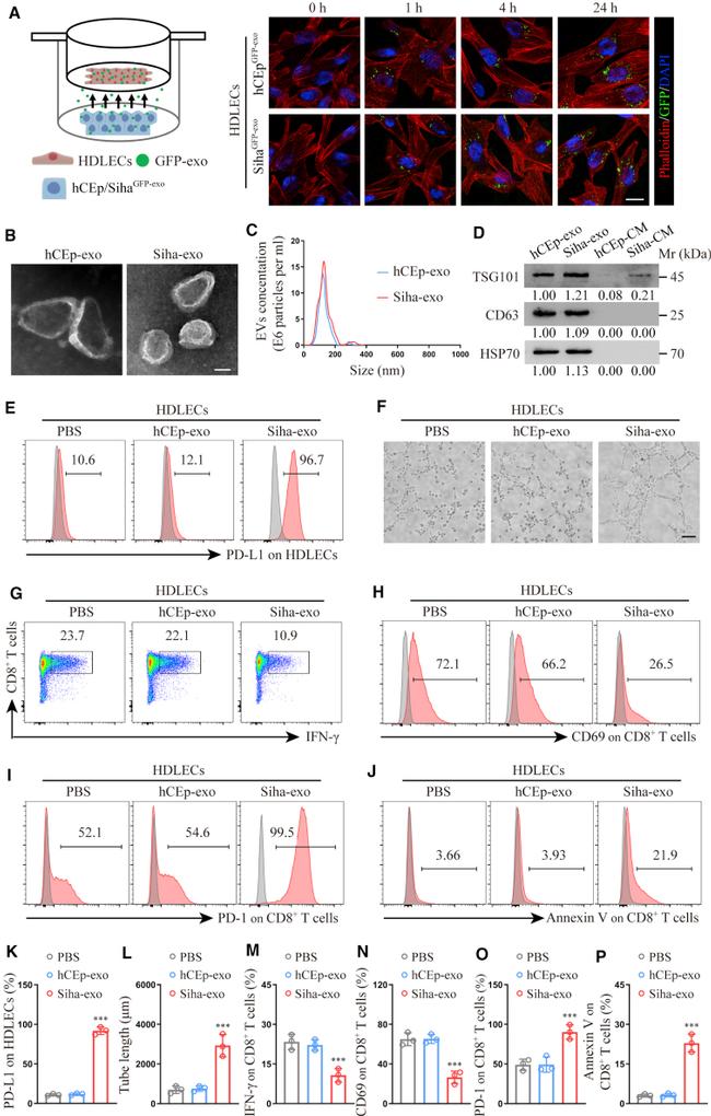 IFN gamma Antibody in Flow Cytometry (Flow)