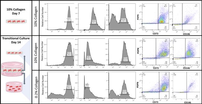 CD73 Antibody in Flow Cytometry (Flow)