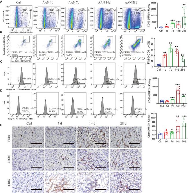 CD86 (B7-2) Antibody in Flow Cytometry (Flow)