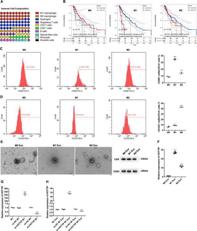 CD163 Antibody in Flow Cytometry (Flow)