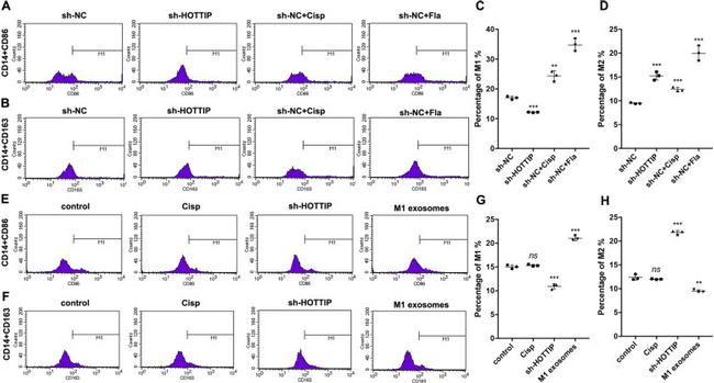 CD163 Antibody in Flow Cytometry (Flow)