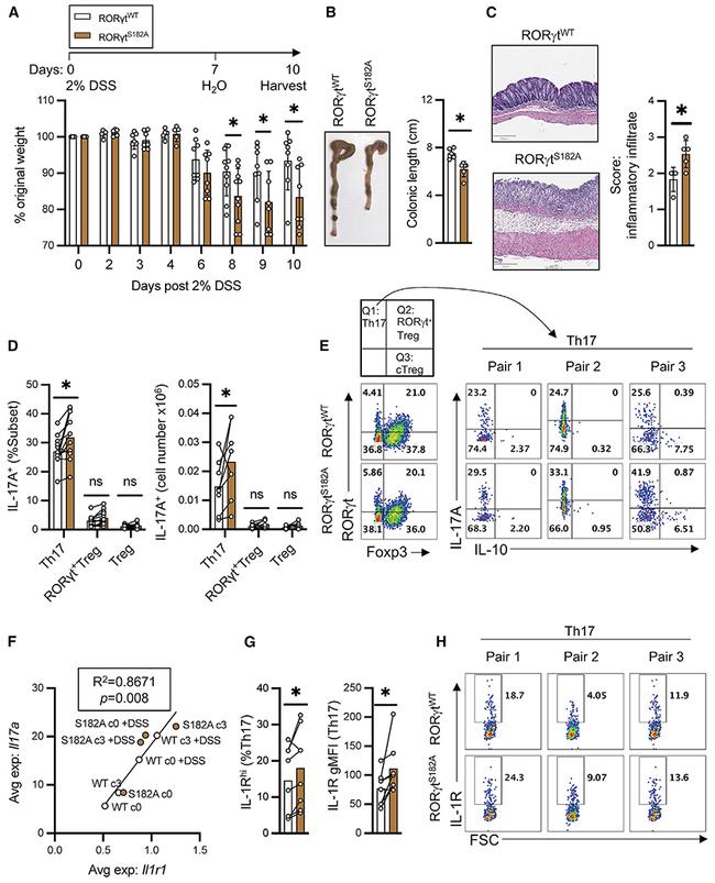 IL-10 Antibody in Flow Cytometry (Flow)